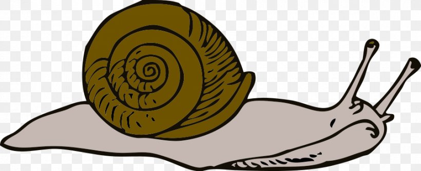 Sea Snail Clip Art, PNG, 900x367px, Snail, Email, Free Content, Gastropod Shell, Heliciculture Download Free