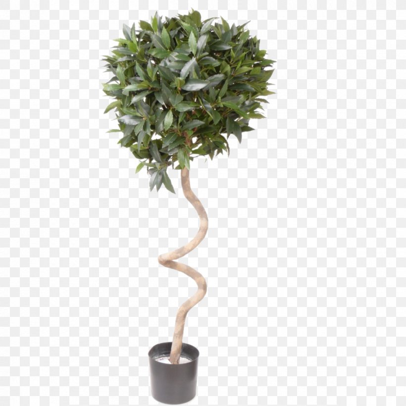 Topiary Tree Box Succulent Plant, PNG, 1200x1200px, Topiary, Astrophytum, Box, Branch, Cactaceae Download Free