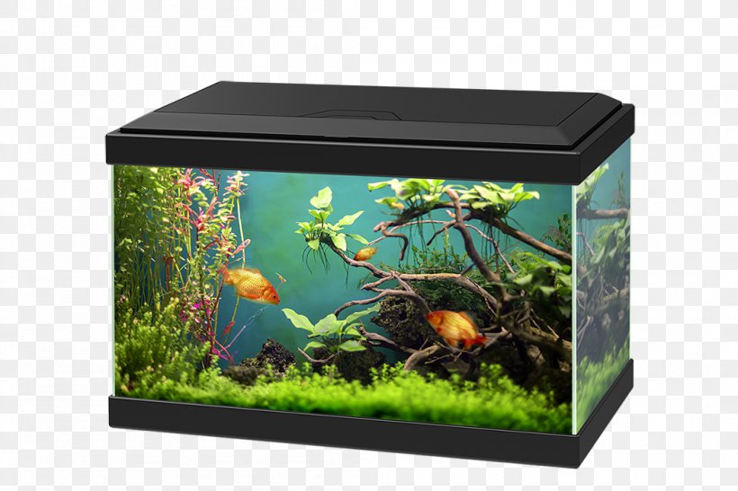 Aquarium Goldfish Light-emitting Diode Fishkeeping, PNG, 1050x700px, Aquarium, Aqua, Aquarium Decor, Aquarium Lighting, Aquariums Download Free