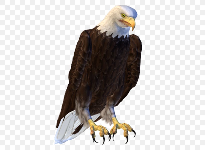 Bald Eagle Bird Hawk, PNG, 600x600px, Bird, Accipitriformes, Bald Eagle, Beak, Bird Of Prey Download Free