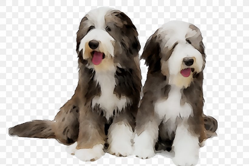 Bearded Collie Sapsali Tibetan Terrier Old English Sheepdog Dog Breed, PNG, 1310x873px, Bearded Collie, Ancient Dog Breeds, Australian Shepherd, Breed, Canidae Download Free