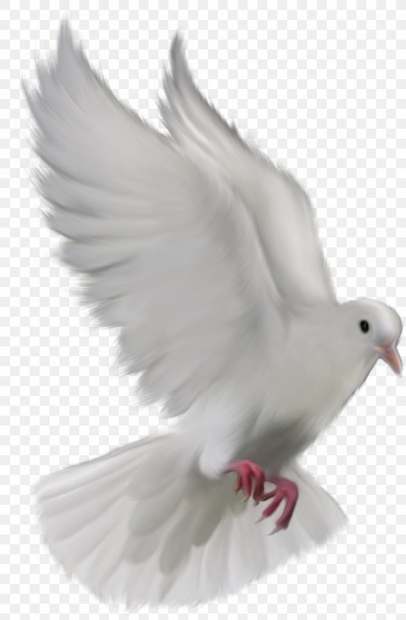 Bird Columbidae Typical Pigeons Clip Art, PNG, 902x1379px, Bird, Adobe Flash, Animal, Beak, Columbidae Download Free