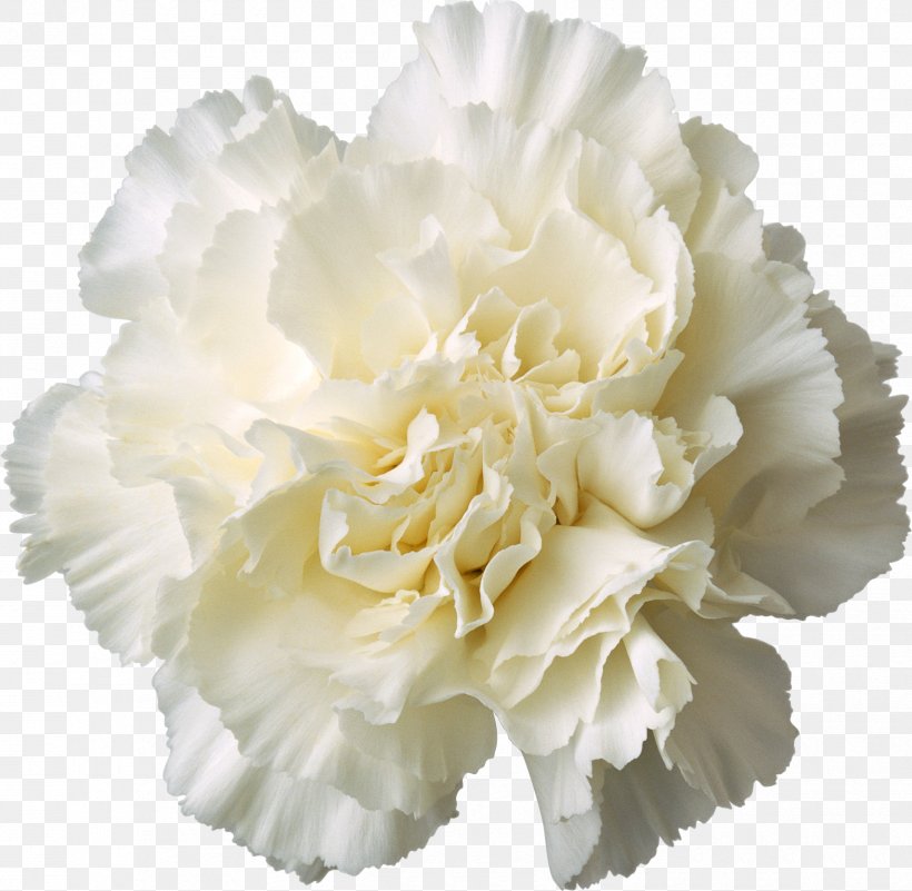 Carnation Cut Flowers White Yellow, PNG, 1710x1671px, Carnation, Birth Flower, Blue, Color, Cut Flowers Download Free