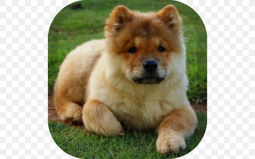 Chow Chow Siberian Husky Pekingese Puppy Dog Breed, PNG, 512x512px, Chow Chow, Ancient Dog Breeds, Animalassisted Therapy, Breed, Carnivoran Download Free