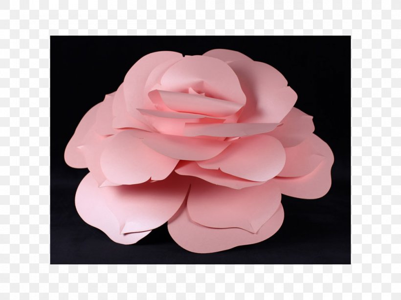 Garden Roses Cut Flowers Petal Camellia, PNG, 1000x750px, Garden Roses, Camellia, Cut Flowers, Flower, Flowering Plant Download Free