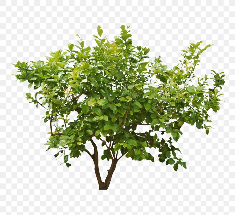 Shrub Clip Art Tree Plants, PNG, 750x750px, Shrub, Bougainvillea, Branch, Evergreen, Flower Download Free