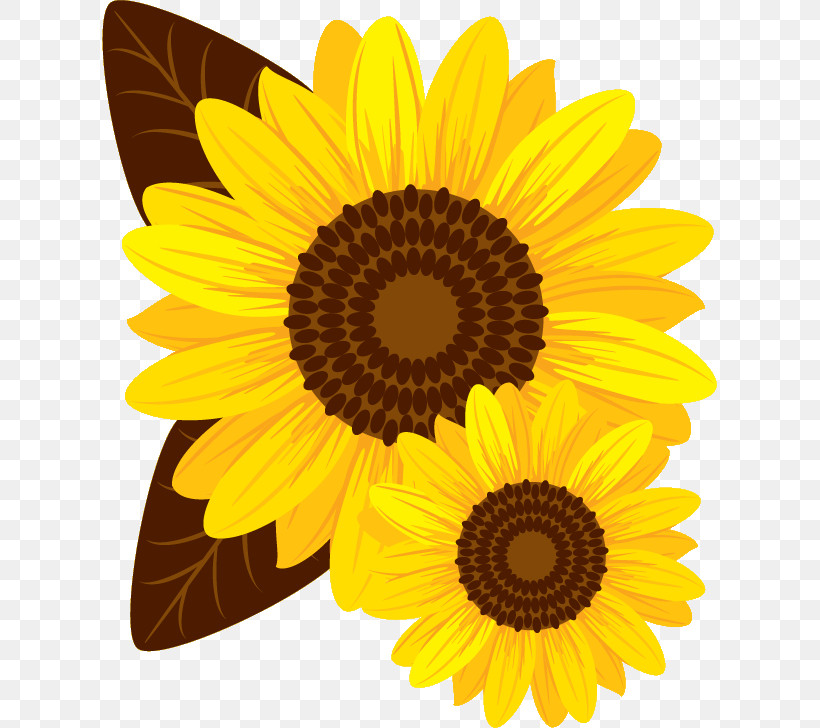 Sunflower Summer Flower, PNG, 615x728px, Sunflower, Common Sunflower, Petal, Summer Flower, Sunflower Seed Download Free