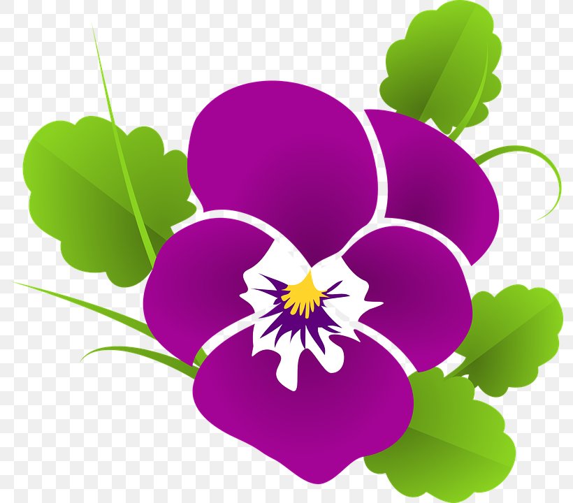 Violet Pansy Clip Art, PNG, 792x720px, Violet, African Violets, Annual Plant, Color, Flora Download Free