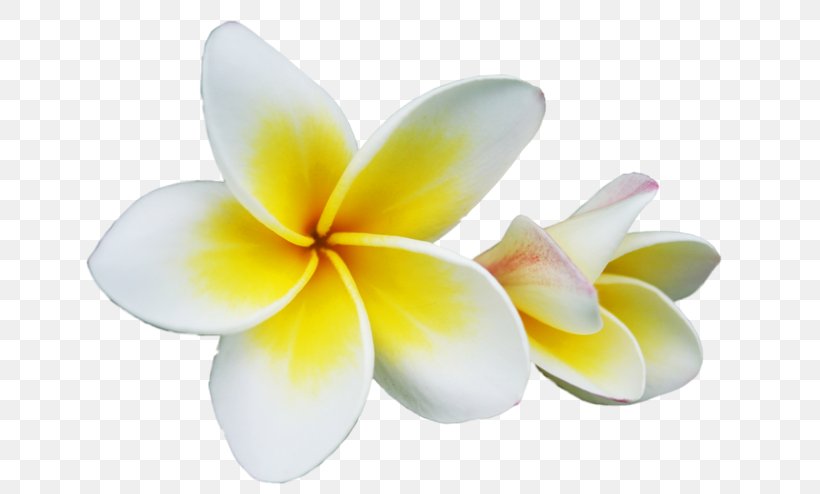 Petal Champak Red Frangipani Flower, PNG, 650x494px, Petal, Champak, Color, Flower, Frangipani Download Free