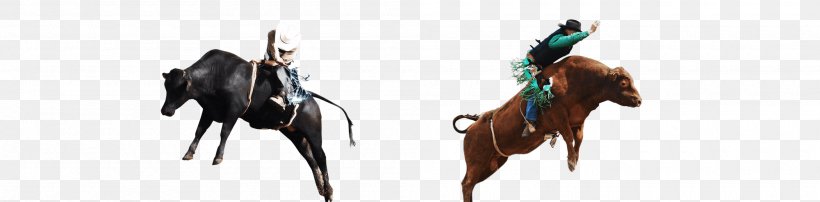 Bridle Mustang Halter Rein Freikörperkultur, PNG, 2000x495px, 2019 Ford Mustang, Bridle, Ford Mustang, Halter, Horse Download Free