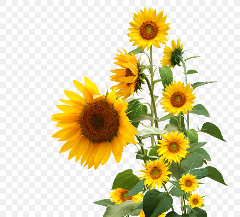 Clip Art Letters & Alphabets Sunflower Image, PNG, 740x740px, 2018, Letters Alphabets, Cartoon, Daisy Family, Drawing Download Free