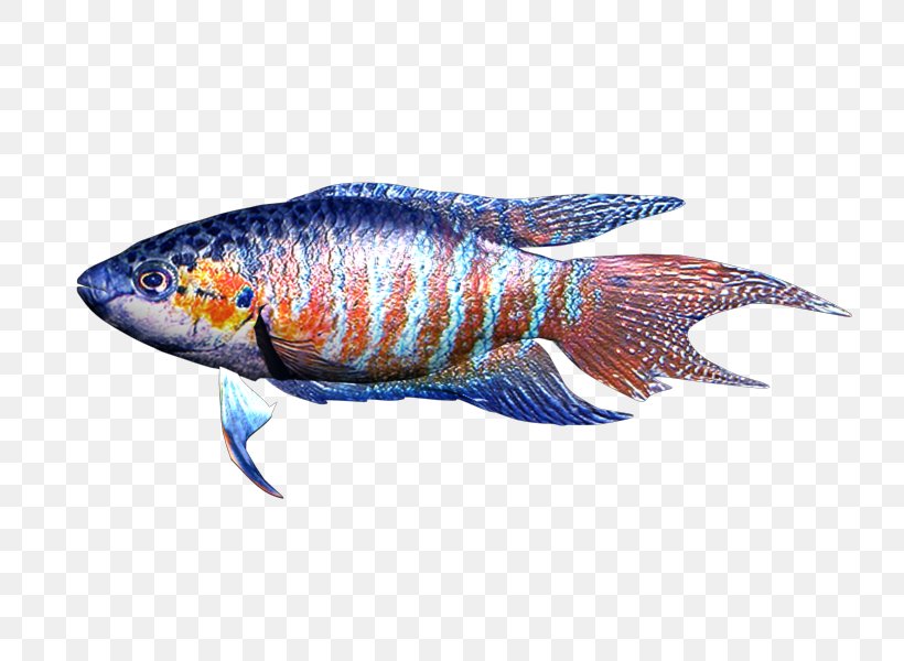 Marine Biology Fauna Fish, PNG, 800x600px, Marine Biology, Animal Source Foods, Biology, Fauna, Fin Download Free