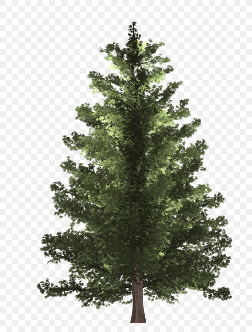 Pine Spruce Fir Christmas Tree, PNG, 745x1080px, Pine, Artificial Christmas Tree, Biome, Branch, Christmas Download Free