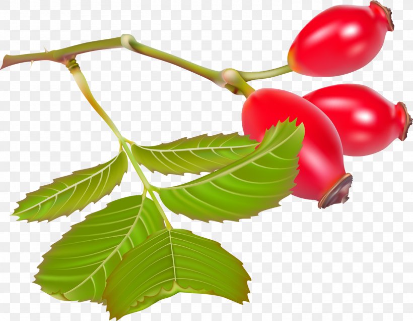 Rose Hip Dog-rose Clip Art, PNG, 1500x1165px, Rose Hip, Aquifoliaceae, Berry, Branch, Cherry Tomato Download Free