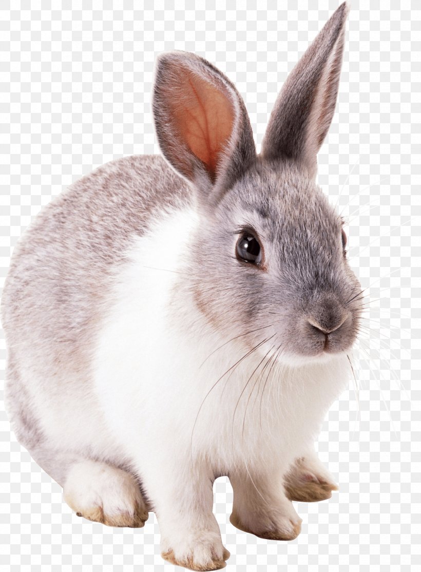 Easter Bunny Hare Cottontail Rabbit, PNG, 1729x2351px, Angora Rabbit, Animal, Cottontail Rabbit, Domestic Rabbit, Easter Bunny Download Free
