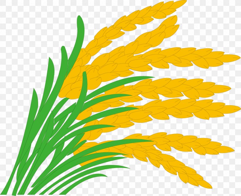 Rice Paddy Field Grasses Clip Art, PNG, 947x771px, Rice, Commodity, Flora, Flower, Grass Download Free