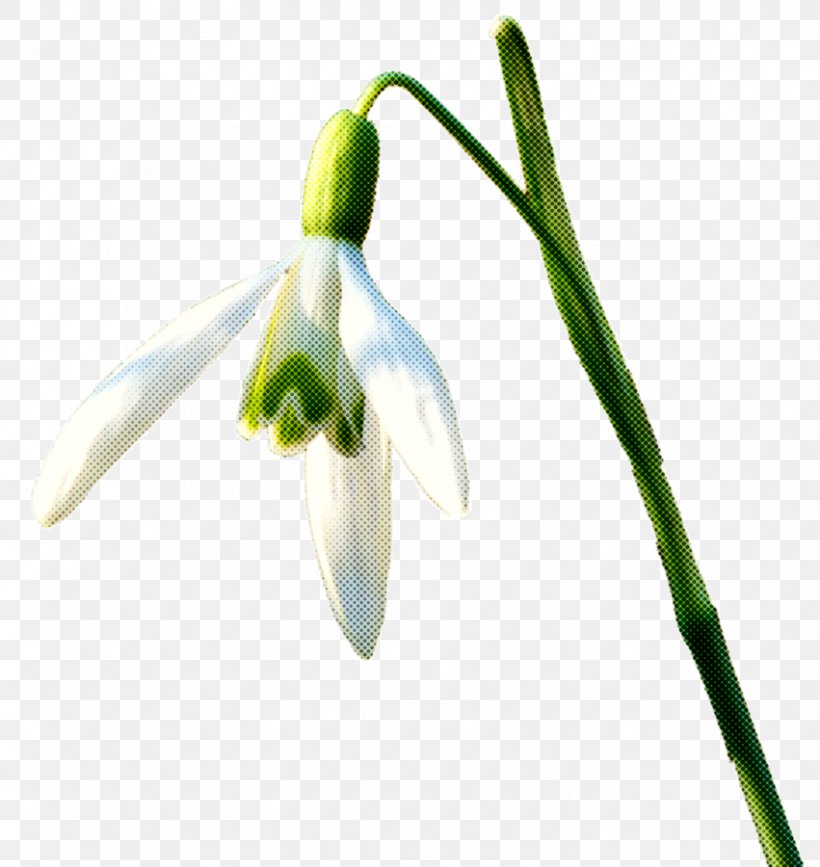 Summer Flower Background, PNG, 851x900px, Snowdrop, Amaryllis Family, Flower, Galanthus, Pedicel Download Free