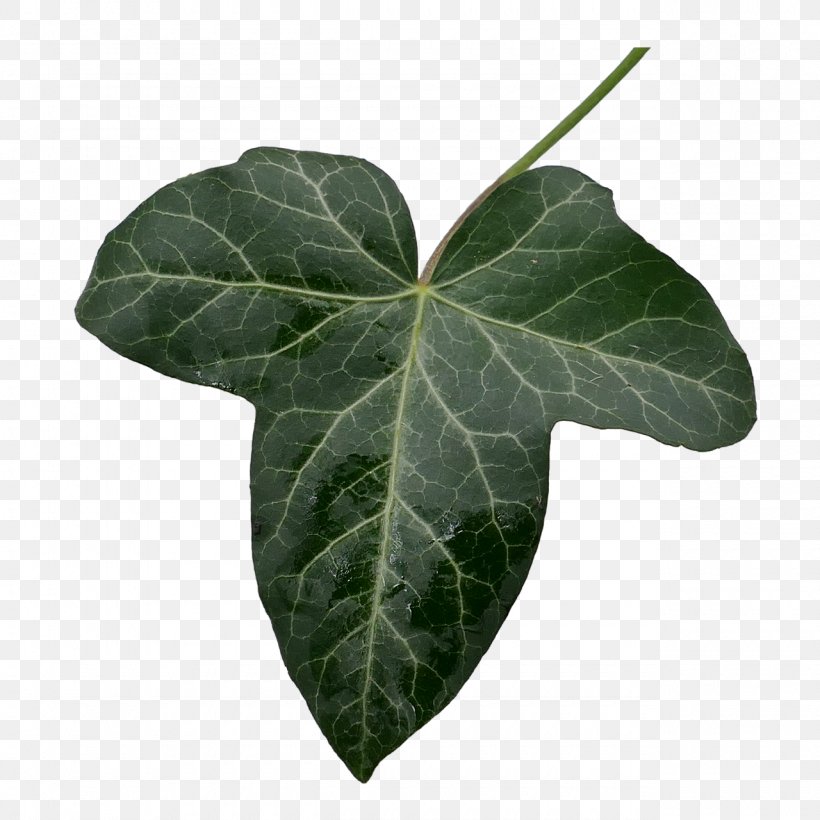 Leaf Common Ivy Image Clip Art, PNG, 1280x1280px, Leaf, Branch, Common Ivy, Drawing, Ivy Download Free