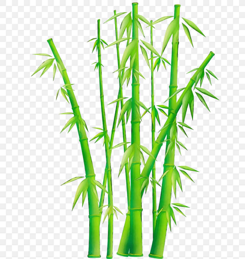 Bamboo Plant Stem Plant Grass Family Grass, PNG, 650x866px, Watercolor, Bamboo, Grass, Grass Family, Hemp Family Download Free
