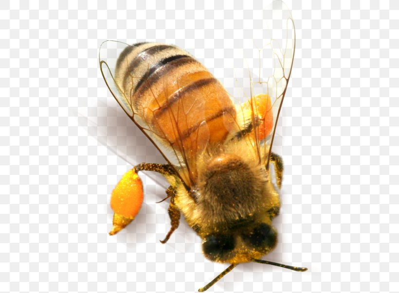 Bee Insect Clip Art, PNG, 532x603px, Bee, Arthropod, Honey Bee, Hornet, Insect Download Free