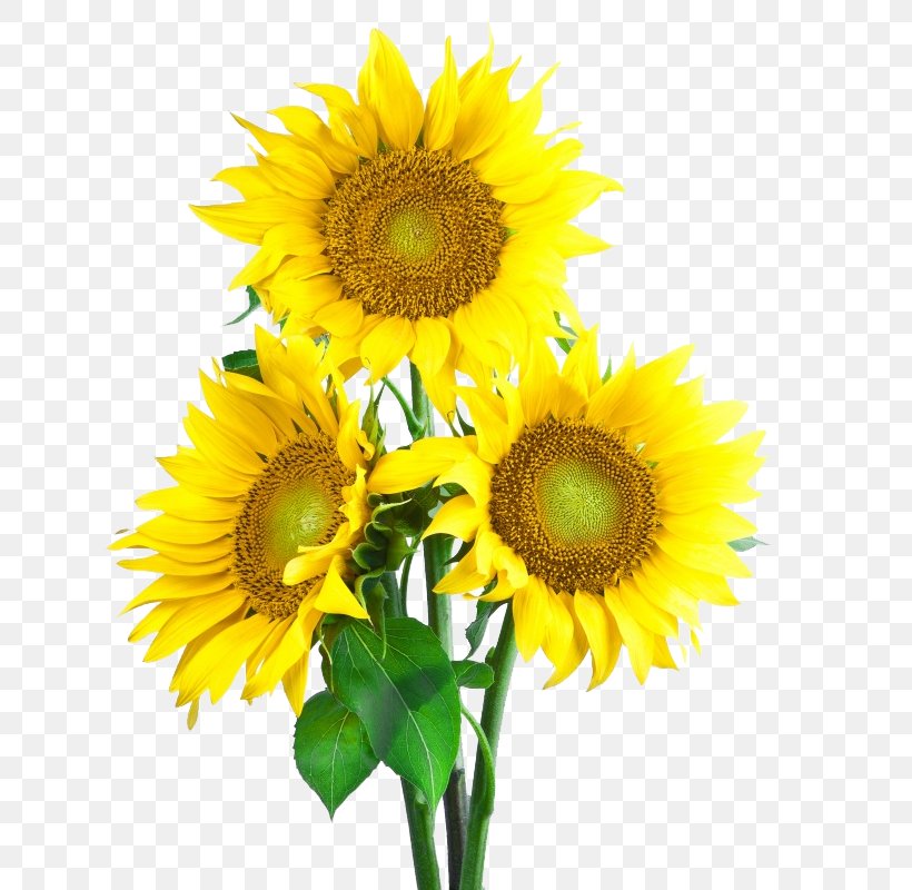 Common Sunflower Sunflower Seed Icon, PNG, 800x800px, Common Sunflower, Cut Flowers, Daisy Family, Display Resolution, Floristry Download Free
