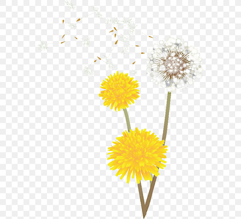 Dandelion, PNG, 565x748px, Dandelion, Cut Flowers, Flower, Petal, Yellow Download Free