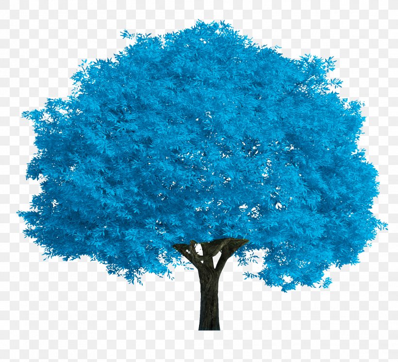Salix Fragilis Salix Alba Tree Stock Photography Oak, PNG, 2122x1932px, Salix Fragilis, Alder, Blue, Catkin, Electric Blue Download Free