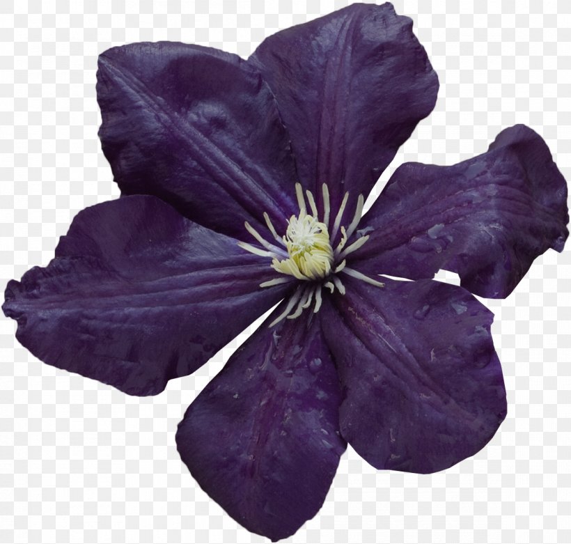 Violet Purple Lilac Flower Petal, PNG, 1164x1110px, Violet, Clematis, Flower, Leather Flower, Lilac Download Free