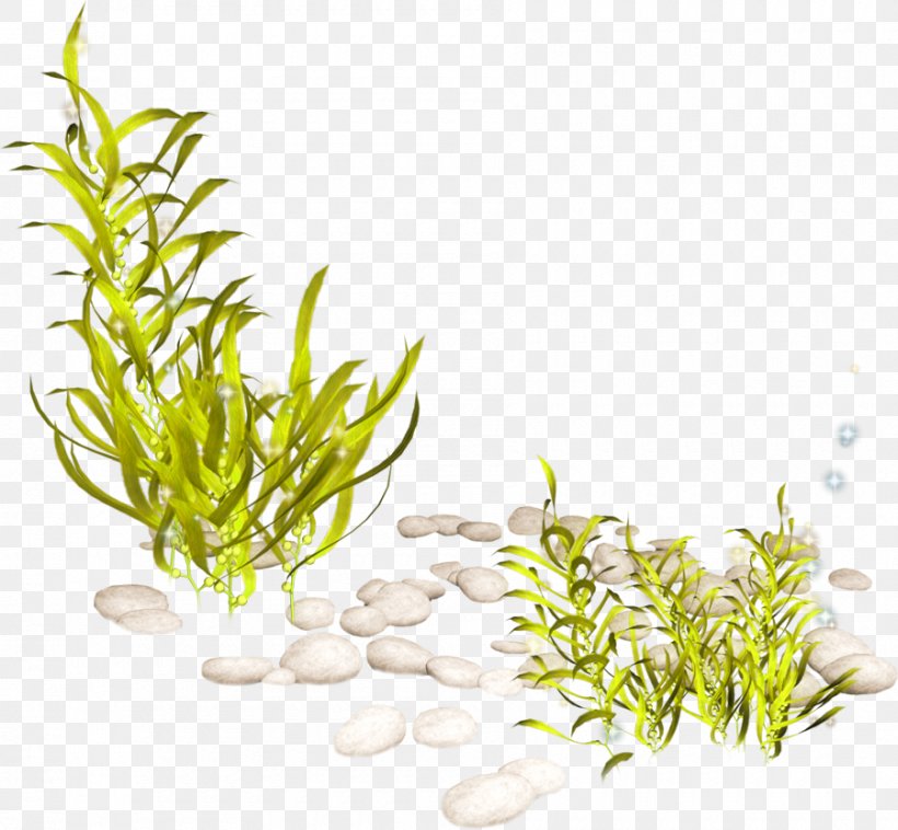 Aquatic Plant Seaweed Clip Art, PNG, 900x833px, Plant, Algae, Aquarium Decor, Aquatic Animal, Aquatic Plant Download Free