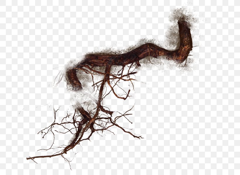Drawing /m/02csf, PNG, 731x600px, Drawing, Branch, Organism, Tree, Twig Download Free