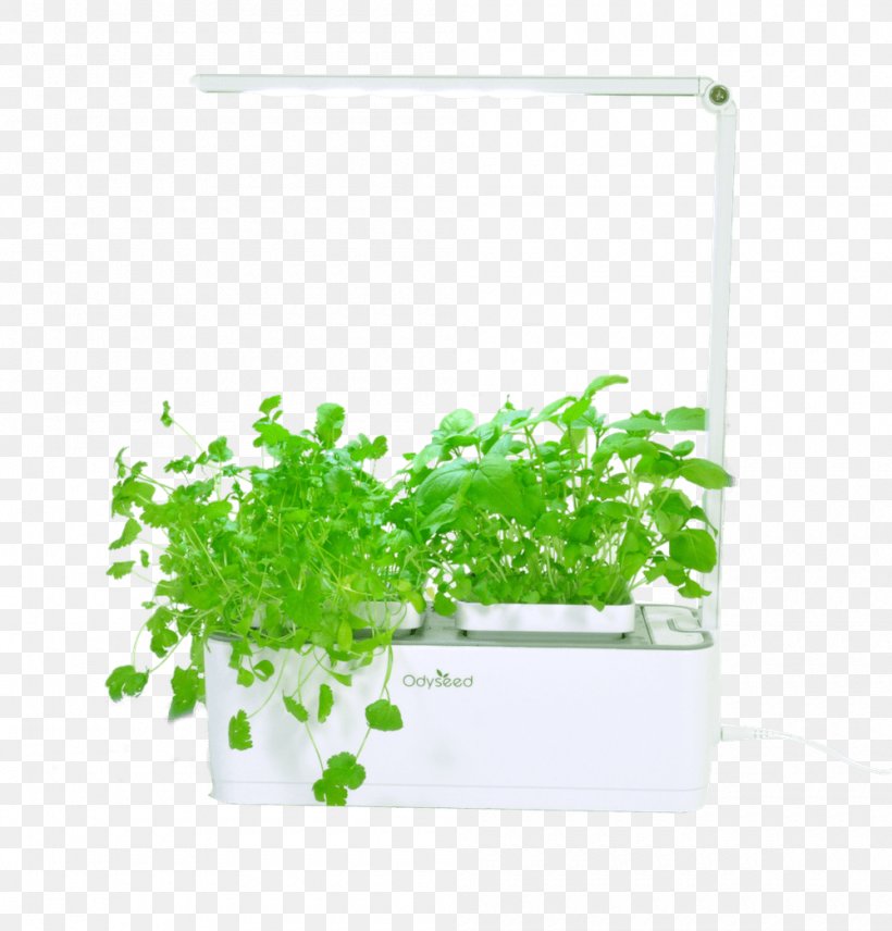 Green Grass Background, PNG, 1000x1045px, Herb, Basil, Cultivar, Flower, Flowerpot Download Free