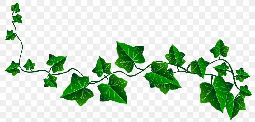 Vine Ivy Drawing Clip Art, PNG, 4960x2377px, Vine, Branch, Byte, Drawing, Green Download Free