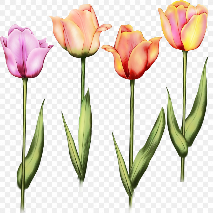 Flower Tulip Petal Plant Tulipa Humilis, PNG, 2200x2200px, Watercolor, Bud, Cut Flowers, Flower, Lady Tulip Download Free