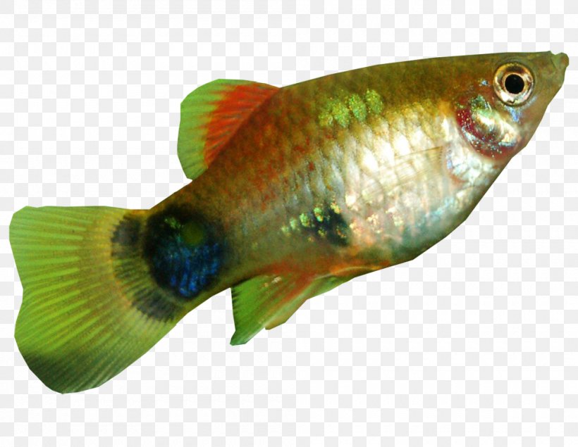 Southern Platyfish Common Carp Green Swordtail Aquarium, PNG, 1000x775px, Southern Platyfish, Aquarium, Common Carp, Community Aquarium, Fauna Download Free