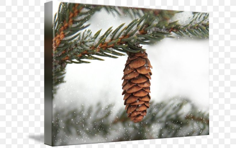 Spruce Fir Conifers Pine Evergreen, PNG, 650x513px, Spruce, Branch, Christmas, Christmas Ornament, Conifer Download Free
