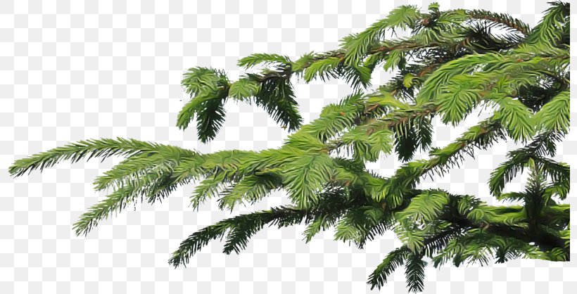 Tree Plant Vegetation Leaf Vascular Plant, PNG, 800x418px, Tree, Branch, Leaf, Plant, Red Juniper Download Free