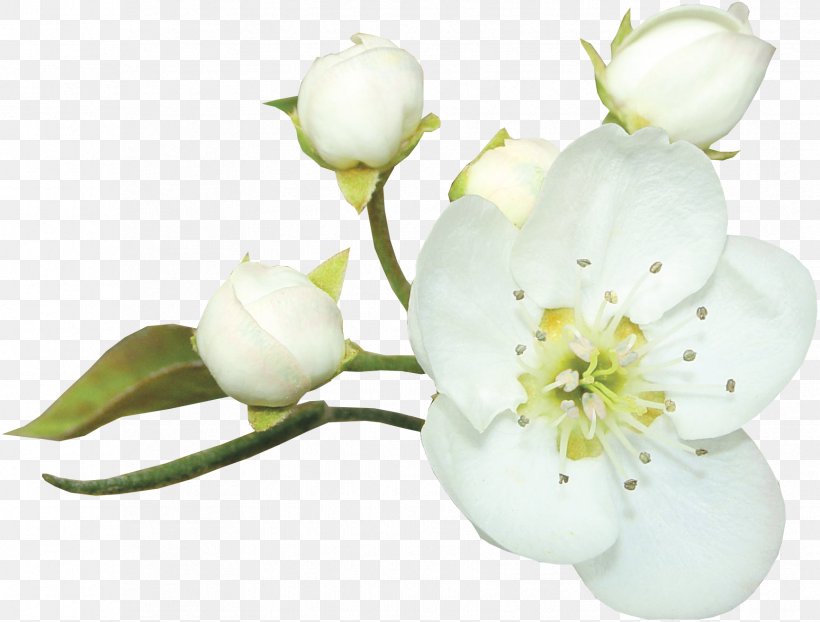 White, PNG, 1731x1314px, White, Blossom, Branch, Button, Cut Flowers Download Free