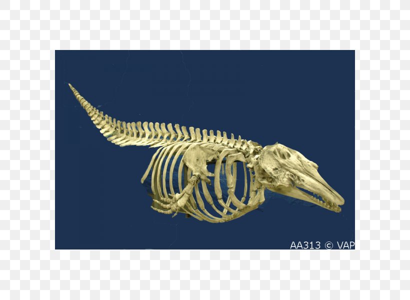 Beluga Whale Skeleton Cetaceans Blue Whale Bone, PNG, 600x600px, Beluga Whale, Arctic, Blue Whale, Bone, Bowhead Whale Download Free