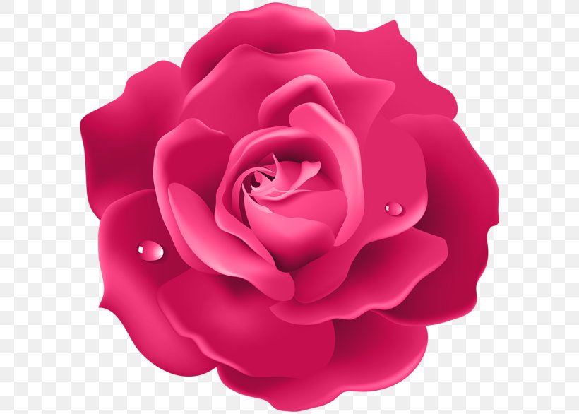 Desktop Wallpaper Rose 4K Resolution Flower, PNG, 600x586px, 4k Resolution, 8k Resolution, Rose, Blue Rose, Camellia Download Free