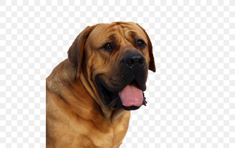 English Mastiff Dogue De Bordeaux Boerboel Shiba Inu