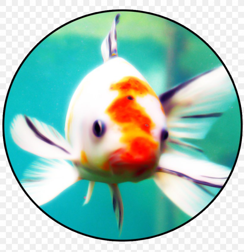 Goldfish Bony Fishes Marine Biology, PNG, 909x939px, Goldfish, Biology, Bony Fish, Bony Fishes, Fish Download Free