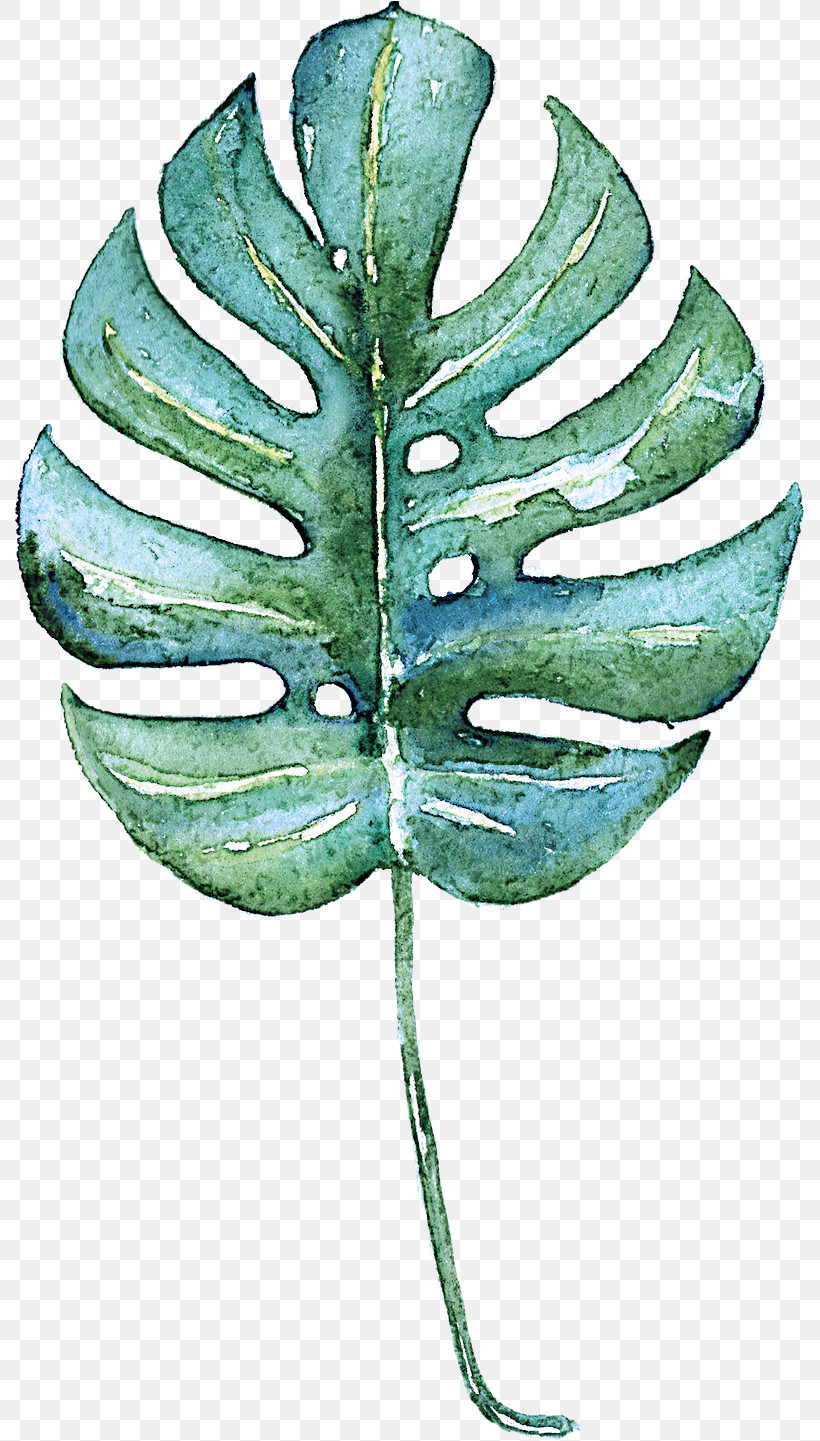 Leaf Green Plant Tree Vascular Plant, PNG, 795x1441px, Leaf, Flower, Green, Plant, Plant Pathology Download Free