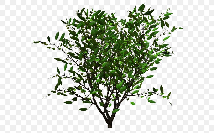 Shrub Plant Alkaloid Treelet, PNG, 600x509px, Shrub, Alkaloid, Blueberry, Bog Labrador Tea, Branch Download Free