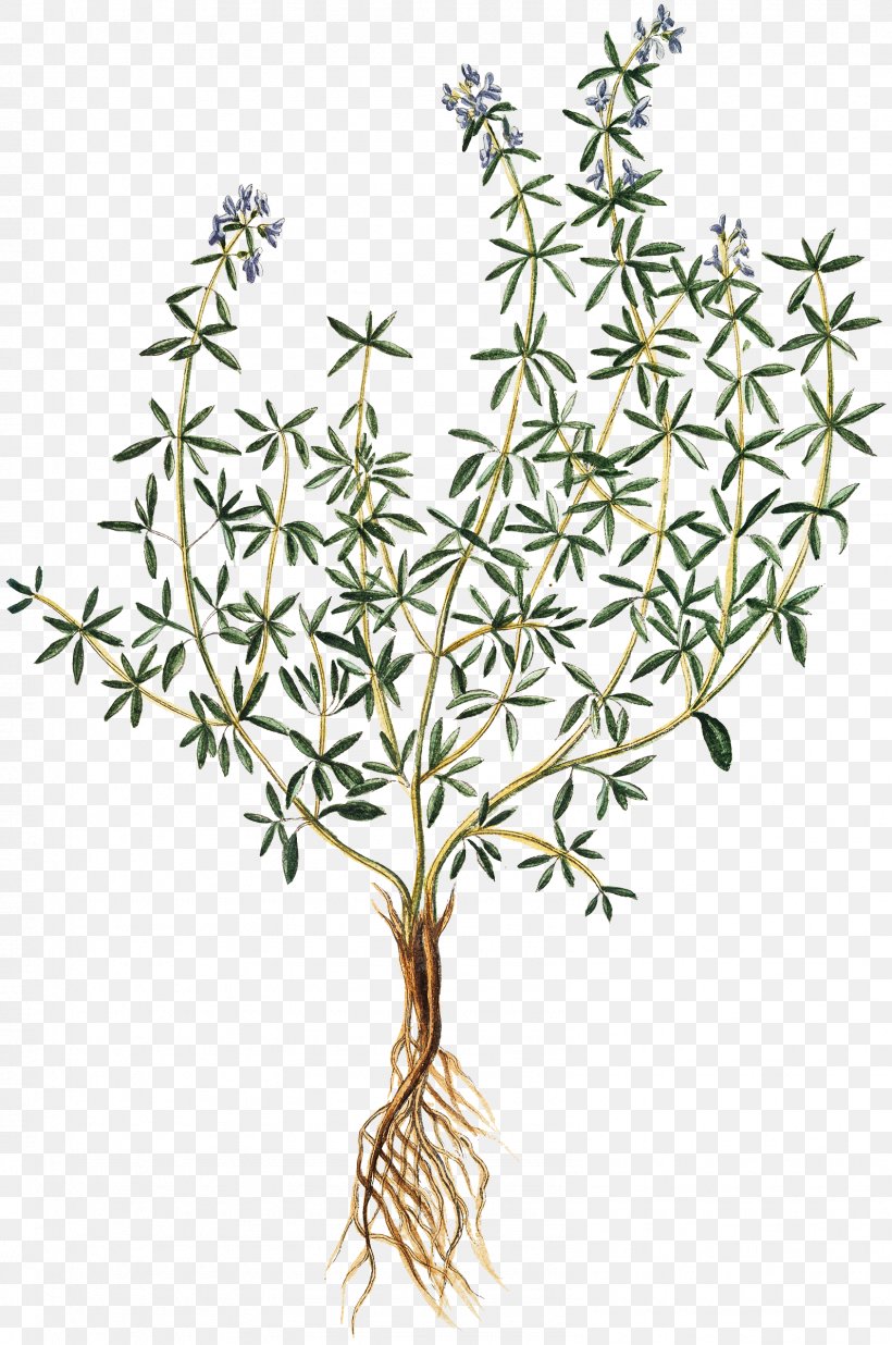 Thymes Herb Drawing Art, PNG, 1592x2400px, Thyme, Art, Branch, Cooking, Drawing Download Free