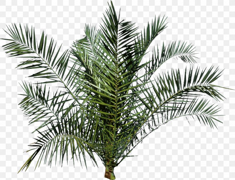 Tree Arecaceae, PNG, 1506x1152px, Tree, Arecaceae, Arecales, Attalea Speciosa, Borassus Flabellifer Download Free
