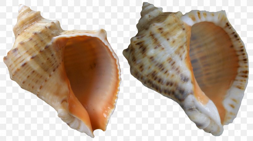 Veined Rapa Whelk Black Sea Molluscs Seashell, PNG, 2379x1323px, Veined Rapa Whelk, Clam, Clams Oysters Mussels And Scallops, Cockle, Conch Download Free