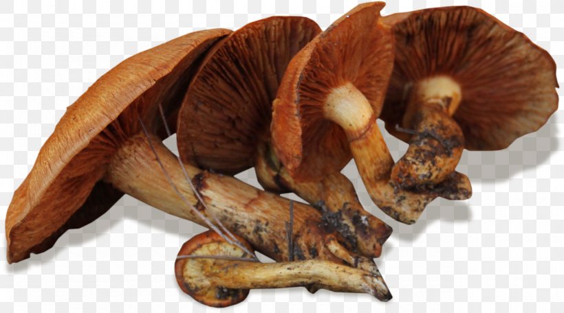 Edible Mushroom, PNG, 1280x712px, Edible Mushroom, Ingredient, Mushroom Download Free