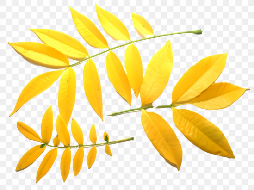 Yellow Leaf Flower Plant Tree, PNG, 2308x1732px, Yellow, Flower, Flowering Plant, Leaf, Plant Download Free