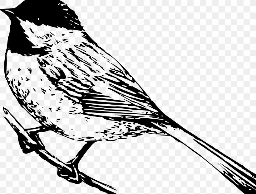 Black-capped Chickadee Coloring Book Drawing Carolina Chickadee, PNG, 2280x1733px, Chickadee, Artwork, Beak, Bird, Black And White Download Free