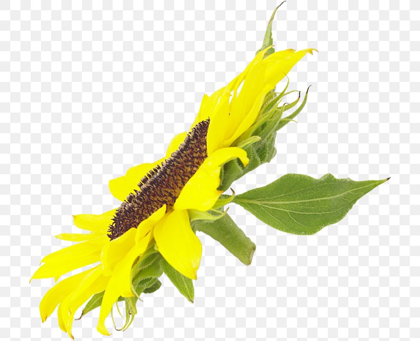 Common Sunflower Sunflower Seed Daisy Family Clip Art, PNG, 706x666px, Common Sunflower, Daisy Family, Flower, Flowering Plant, Leaf Download Free